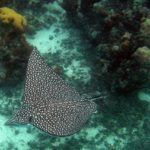 Turks and Caicos Spotted Eagle Ray